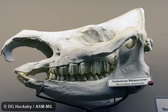 Lateral view of skull of adult.  Also as Asiatic Two-horned Rhinoceros, Hairy Rhinoceros.