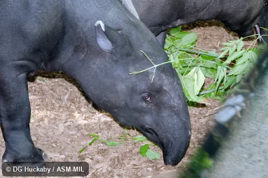 Also as Acrocodia indica.  Also as Malayan Tapir, Indian Tapir, Malay Tapir.