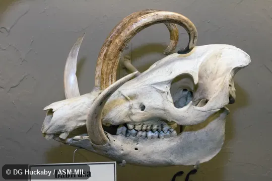 Lateral view of skull of adult male