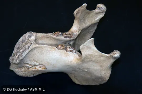 BoneClone.  Also as Sea Cow, Sea Pig.