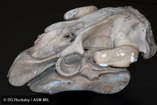 Trichechus manatus latirostris.  Specimen from USA, FL.  LACM 52375.  Also as Florida Manatee, North American Manatee.