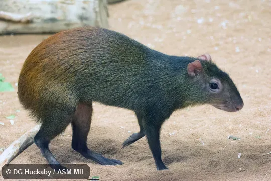 Also as Brazilian Agouti, Orange-rumped Agouti, Red-rumped Agouti.