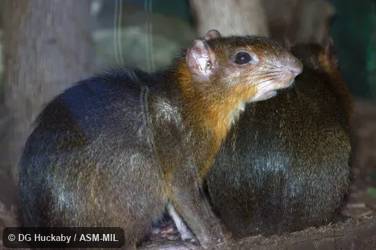 Also as Green Acouchy.