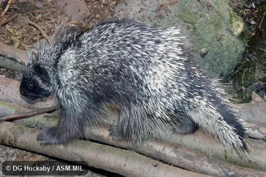 Also as Quiller, Quill Pig.