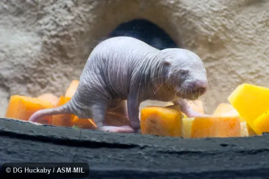 Also as Desert Mole Rat, Sand Puppy.