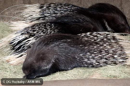 Also as White-tailed Porcupine.