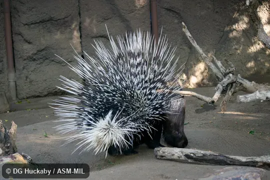 Also as White-tailed Porcupine.