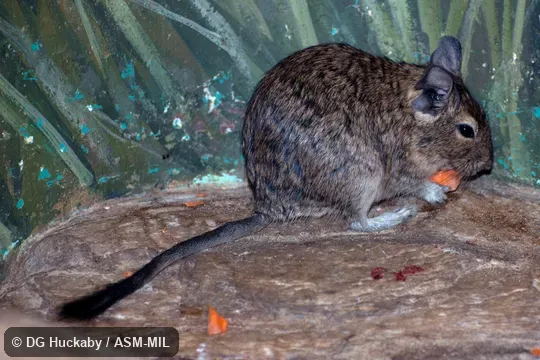 Also as Degu.