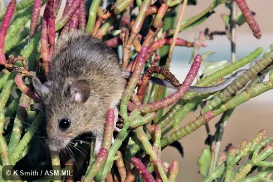 Adult resting on Salicornia pacifica, its preferred vegetation.