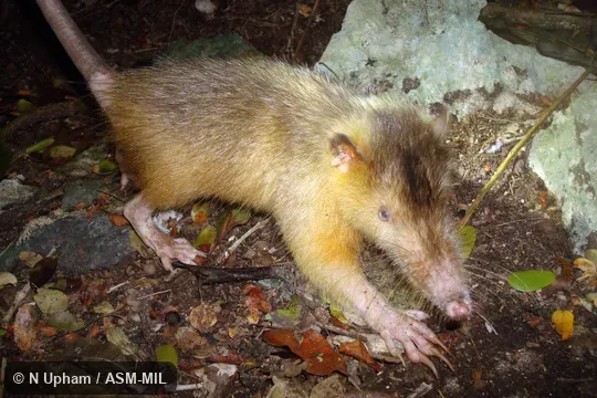 Hand captured by Nicolas Corona in Dominican Republic, La Altagracia province, Punta Cana, Indigenous Eyes Ecological Park and Reserve.  Formerly Soricomorpha.  Also as Haitian Solenodon.