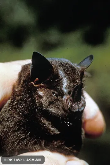 Frontal, close-up view of head.  Formerly  Artibeus aztecus.