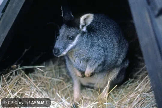 Formerly Macropus irma.  Also as Black-gloved Wallaby|Kwoora.