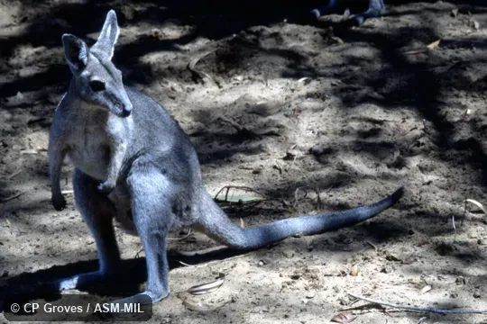 Formerly Onychogalea fraenata.  Also as Bridled Wallaby|Flashjack|Merrin|Waistcoat Wallaby.