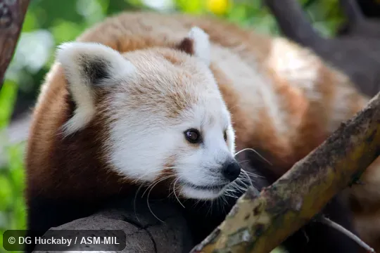 Winter pelage.  Also as Lesser Panda, Fire Fox, Golden Dog, Bear Cat, Himalayan Red Panda.