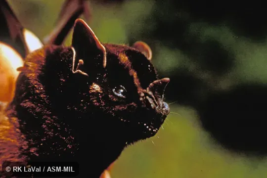 Close-up of head, oblique view. Also as Hart's Little Fruit Bat. Close-up of head, oblique view. Also as Hart's Little Fruit Bat.