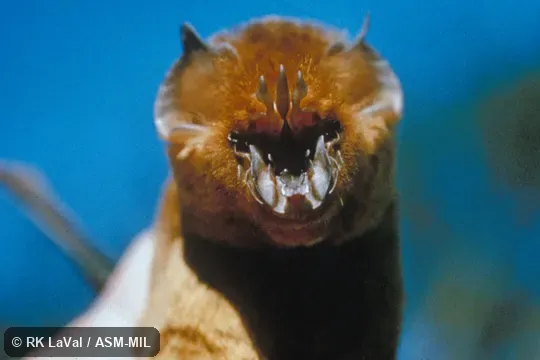 Frontal, close-up view of head.  Formerly in Hipposideridae.  Formerly Triaenops persicus afer.  Also as Chewbacca Bat.