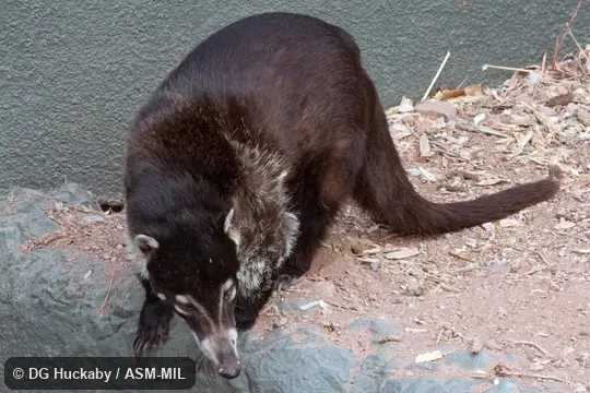 Also as Coatimundi.