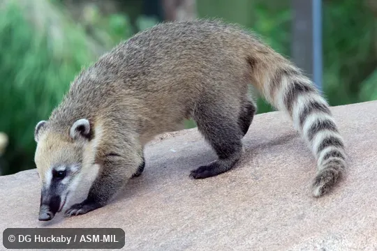 Also as Dwarf Coati.  Formerly Nasuella olivacea.