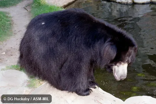 Also as Honey Bear, Lip Bear.