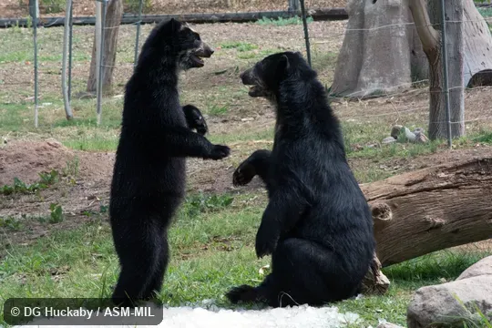 Also as Spectacled Bear.