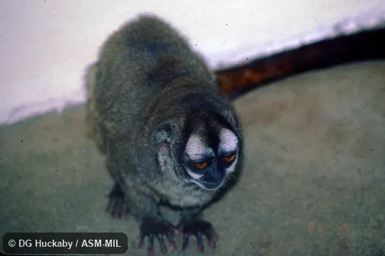 Formerly in Cebidae.  Also as Colombian Night Monkey|Gray-bellied Night Monkey|Lemurine Owl Monkey.