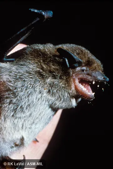 Close-up of head and body.  Formerly Neoromicia capensis.  Also as Cape Bat|Cape House Bat|Cape Pipistrelle Bat.