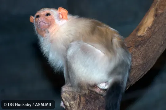 Formerly Callithrix argentata.  Formerly Cebidae (Callitrichinae).