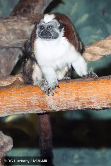 Also as Red-crested Bare-face Tamarin|Rufous-naped Tamarin.  Formerly Cebidae (Callitrichinae).