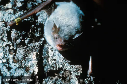 Front view of partial albino.  Also as Cluster Bat|Indiana Bat|Social Bat.