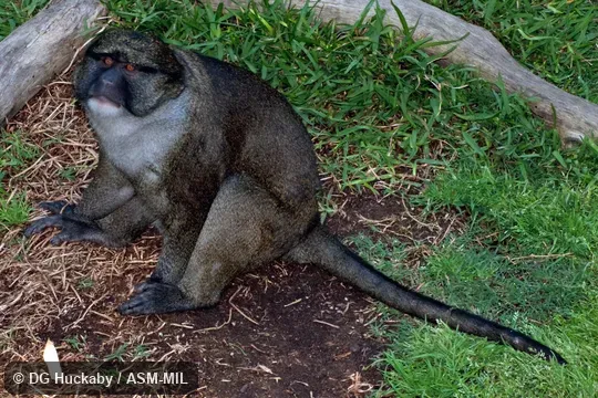 Also as Swamp Guenon, Swamp Monkey.