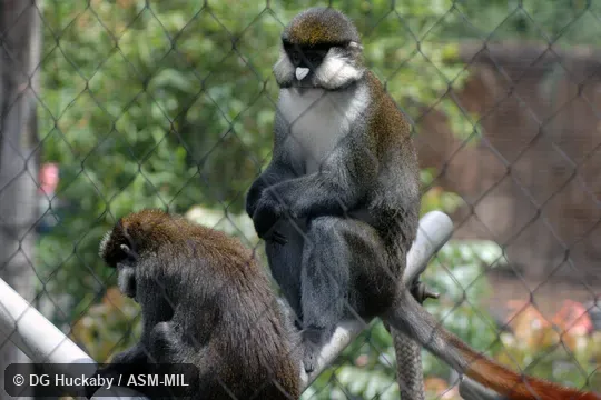 Also as Red-tailed Guenon.