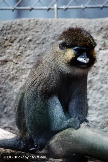 Also as Moustached Guenon.
