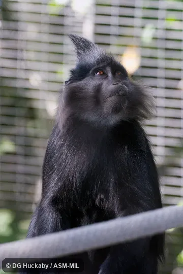 Also as Black Mangabey.
