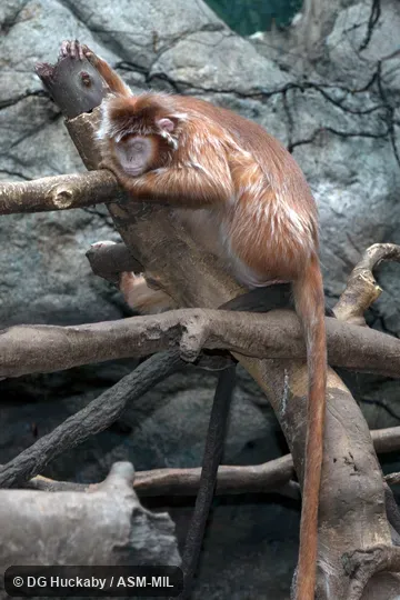"Red" morph. Also as Eastern Ebony Langur|Ebony Leaf Monkey|Javan Langur|Javan Lutung. "Red" morph. Also as Eastern Ebony Langur|Ebony Leaf Monkey|Javan Langur|Javan Lutung.
