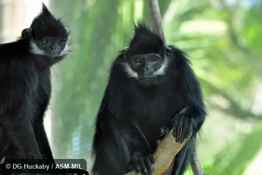 Also as Black Leaf Monkey|François's Leaf Monkey|Tonkin Leaf Monkey|White Side-burned Black Langur.