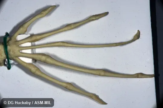 Dorsal view of right front foot.  BoneClone