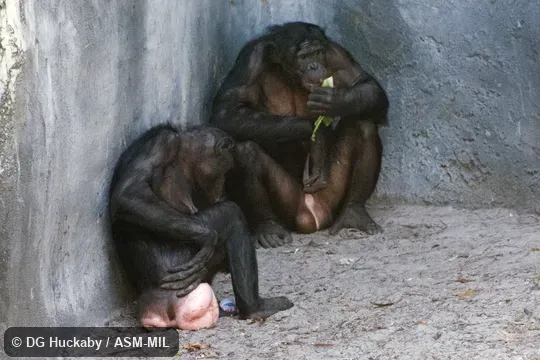 Also as Dwarf Chimpanzee, Gracile Chimpanzee, Pygmy Chimpanzee.
