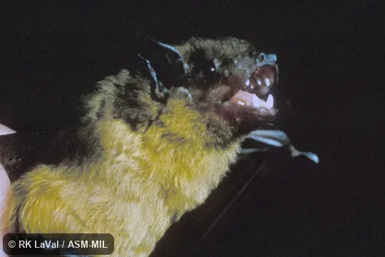 Close-up of head, oblique view.  Also as Green House Bat|Lesser Yellow House Bat.