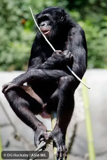 Also as Dwarf Chimpanzee, Gracile Chimpanzee, Pygmy Chimpanzee.