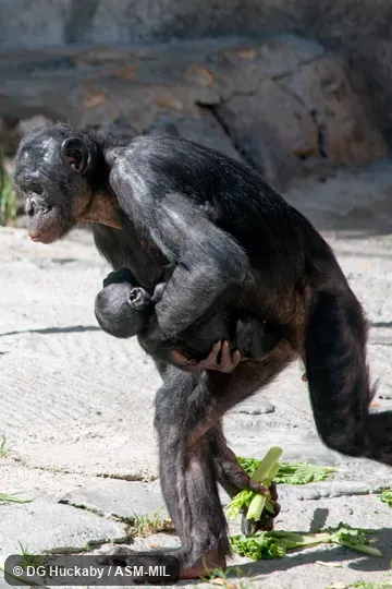 Also as Dwarf Chimpanzee, Gracile Chimpanzee, Pygmy Chimpanzee.