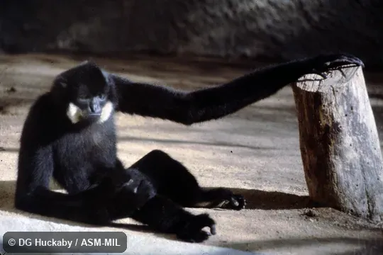 Adult male.  Also as Buff-cheeked Crested Gibbon|Red-cheeked Crested Gibbon|Red-cheeked Gibbon.