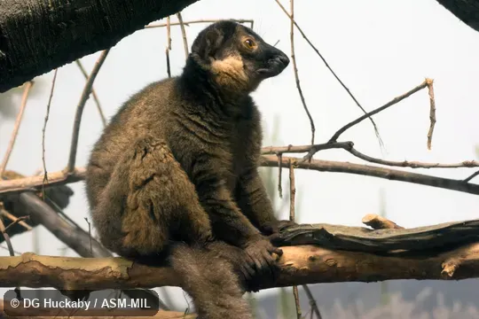 Also as Collared Brown Lemur, Red-collared Lemur.