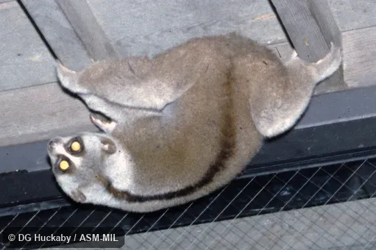 Close-up view of face and hand. Also as Greater Slow Loris · Sunda Slow Loris.