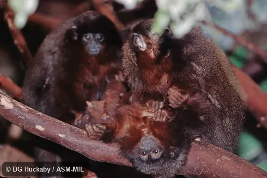 Formerly Callicebus cupreus.