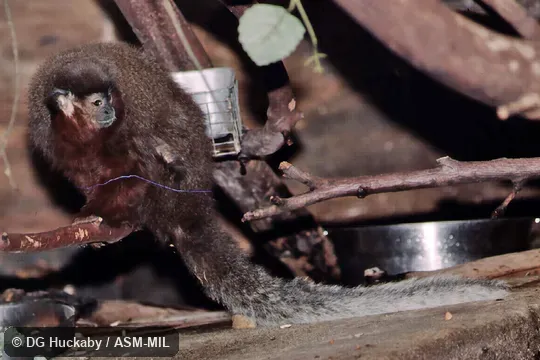 Formerly Callicebus cupreus.