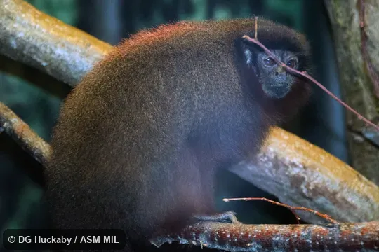 Formerly Callicebus cupreus.