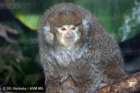 Formerly Callicebus donacophilus.  Also as Bolivian Gray Titi, Bolivian Titi, Bolivian Titi Monkey, d'Orbigny's Titi, Reed Titi.