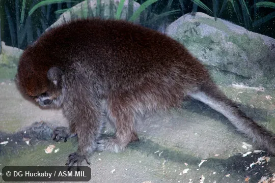 Formerly Callicebus donacophilus.  Also as Bolivian Gray Titi, Bolivian Titi, Bolivian Titi Monkey, d'Orbigny's Titi, Reed Titi.