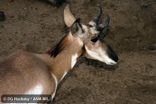 Subadult male.  Antilocapra americana peninsularis.