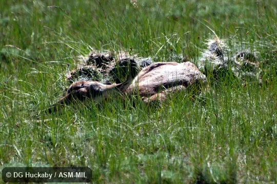 Young lying in grass.  Antilocapra americana americana.